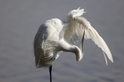 Aigrette garzette - Philippe GAUDIBERT